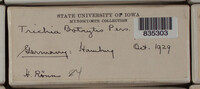 Trichia botrytis var. botrytis image